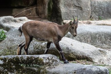 Yavru dağ keçisi - Capra dağ keçisi hayvanat bahçesinde