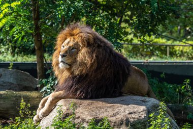 Aslan, Panthera leo, Panthera cinsindeki dört büyük kediden biridir ve Felidae familyasının bir üyesidir..