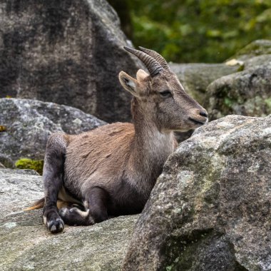 Erkek dağ keçisi - Capra dağ keçisi hayvanat bahçesinde