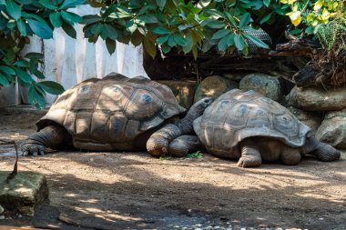 Aldabra dev kaplumbağa, Curieuse Deniz Ulusal Parkı, Curieuse Adası, Seyşeller