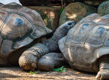 Aldabra dev kaplumbağa, Curieuse Deniz Ulusal Parkı, Curieuse Adası, Seyşeller