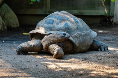 Aldabra dev kaplumbağa, Curieuse Deniz Ulusal Parkı, Curieuse Adası, Seyşeller
