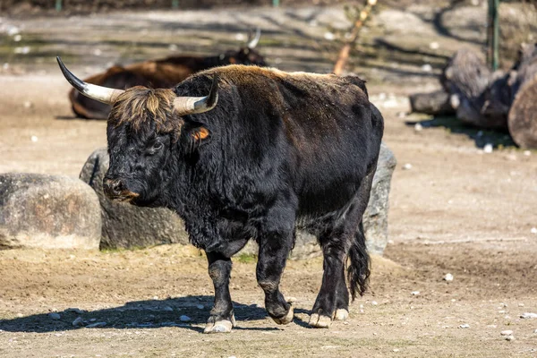 Heck Rinder Bos Primigenius Taurus Behaupteten Den Ausgestorbenen Auerochsen Ähneln — Stockfoto