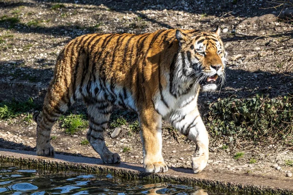 Der Sibirische Tiger Panthera Tigris Altaica Ist Die Größte Katze — Stockfoto