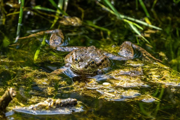 Κοινός Βάτραχος Rana Temporaria Ένα Μόνο Ερπετό Croaking Στο Νερό — Φωτογραφία Αρχείου