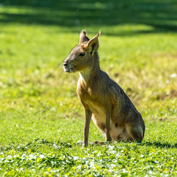 Patagonische Mara Dolichotis Patagonum Diese Großen Verwandten Von Meerschweinchen Sind — Stockfoto