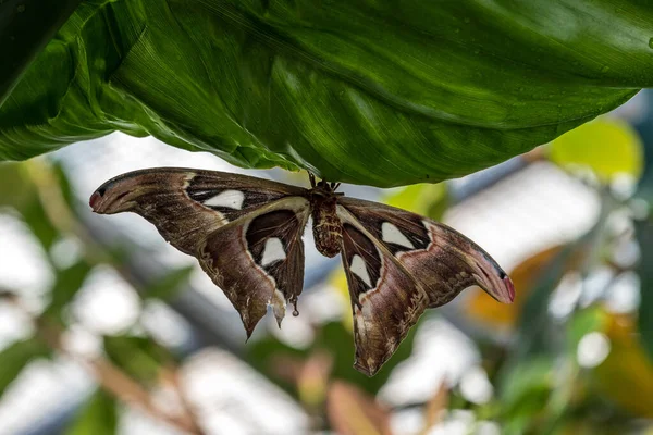 Atlas Traça Attacus Atlas Estas São Maiores Traças Mundo Com — Fotografia de Stock