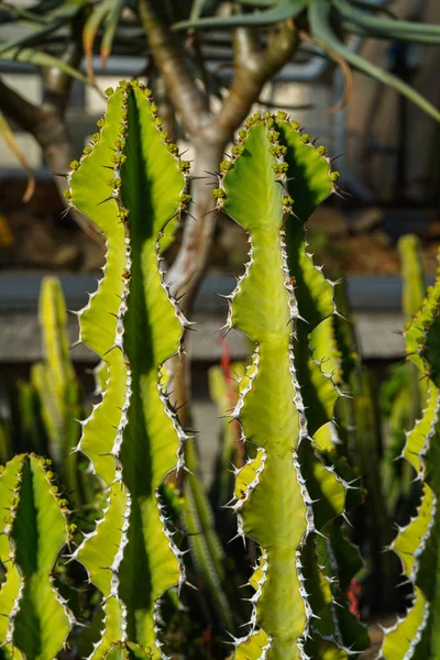 Die Goree Aloe Melanacantha Ist Eine Seltene Aloe Art Aus — Stockfoto