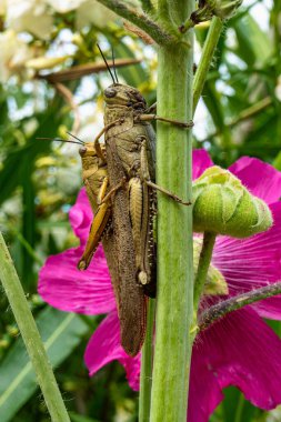 Trpanj, Peljesac, Dalmaçya Bölgesi, Hırvatistan 'da ortak bir gülhok üzerinde oturan Çekirge