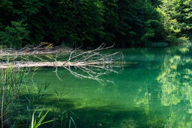 Hırvatistan 'daki Plitvice Gölleri Ulusal Parkı' nın güzel manzarası. Hırvatistan 'ın en eski ve en büyük ulusal parklarından biri. 1979 yılında UNESCO Dünya Mirası 'na eklendi.