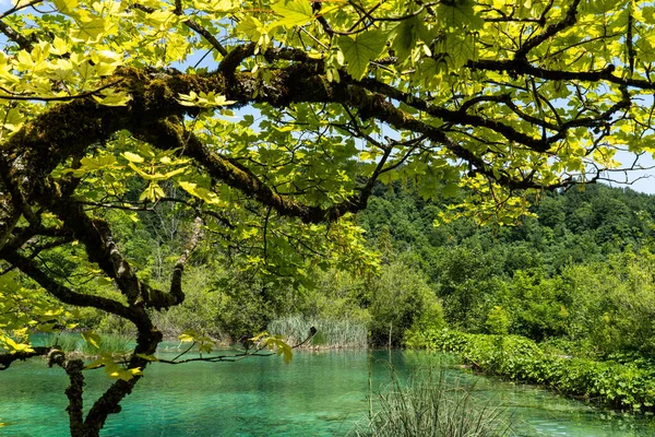 Hermoso Paisaje Parque Nacional Los Lagos Plitvice Croacia Uno Los — Foto de Stock