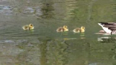 Küçük bebekleri olan gri lag kazları ailesi. Gri-lag kaz, Anser anser, Anatidae familyasından bir kaz türü.