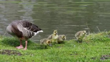 Küçük bebekleri olan gri lag kazları ailesi. Gri-lag kaz, Anser anser, Anatidae familyasından bir kaz türü.