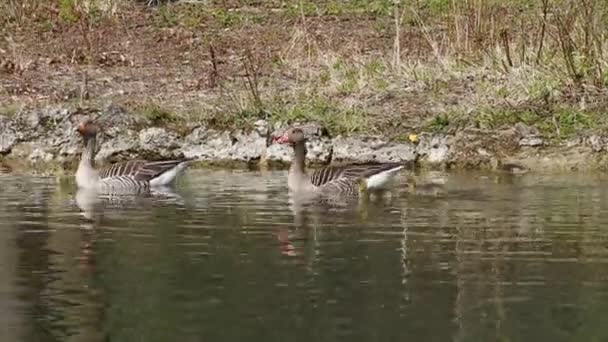 Família Gansos Grisalhos Com Bebés Pequenos Anser Anser Uma Espécie — Vídeo de Stock