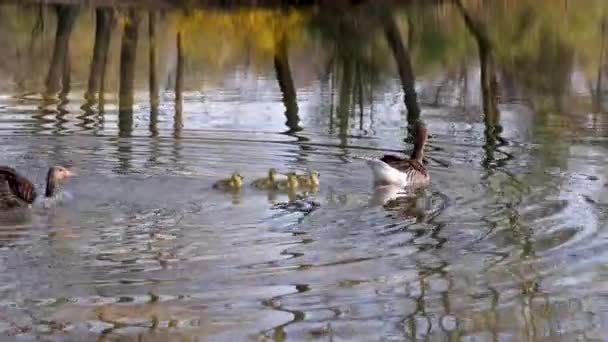 Familj Grågäss Med Små Barn Den Grågås Anser Anser Stor — Stockvideo