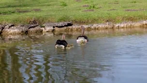 Família Gansos Grisalhos Com Bebés Pequenos Anser Anser Uma Espécie — Vídeo de Stock