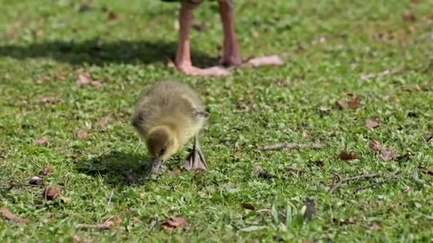 Familia Gansos Greylag Con Bebés Pequeños Anser Anser Una Especie — Vídeos de Stock