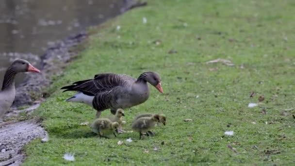 Familia Gansos Greylag Con Bebés Pequeños Anser Anser Una Especie — Vídeos de Stock