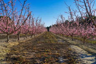 Cieza La Torre 'da şeftali çiçeği. Murcia bölgesindeki Cieza 'da çiçek açan şeftali ağaçlarının fotoğrafları. Şeftali, erik ve nektarin ağaçları. İspanya