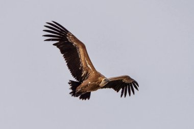 Griffon akbabası, Gyps Fulvus Monfrague Ulusal Parkı 'nda Salto del Gitano' da uçuyor. Caceres, Extremadura, İspanya.