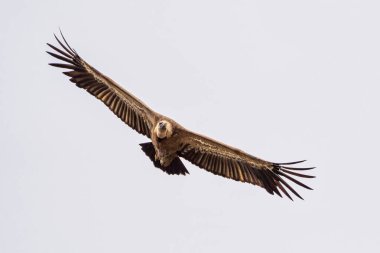 Griffon akbabası, Gyps Fulvus Monfrague Ulusal Parkı 'nda Salto del Gitano' da uçuyor. Caceres, Extremadura, İspanya.