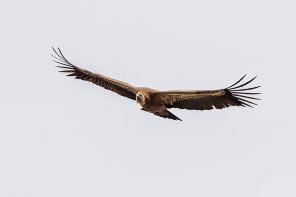 Griffon Vulture Gyps Fulvus Flying Salto Del Gitano Monfrague National — Stock Photo, Image