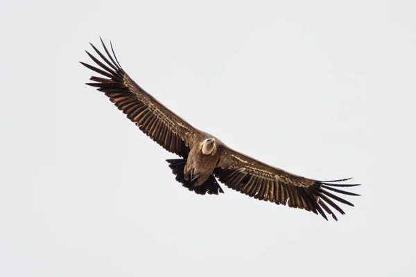 Buitre Leonado Gyps Fulvus Volando Alrededor Salto Del Gitano Parque —  Fotos de Stock