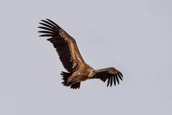 Griffon Abutre Gyps Fulvus Voando Redor Salto Del Gitano Parque — Fotografia de Stock