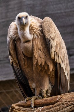 Griffon akbabası, Jerez de la Frontera 'da Gyps fulvus, İspanya' da Endülüs