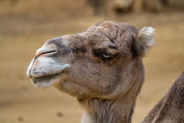 Dromedary Camelus Dromedarius Jerez Frontera Andalusia Spain — Stock Photo, Image