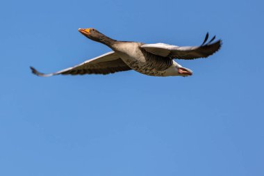 Anser anser, Anatidae familyasından Anatidae familyasından bir kaz türü. Burada havada uçuyor..