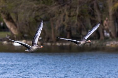 Anser anser, Anatidae familyasından Anatidae familyasından bir kaz türü. Burada havada uçuyor..