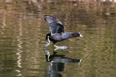 Avrasyalı ördek, Fulica atra suda koşarak birbirlerini kovalıyorlar. Avustralya ördeği olarak da bilinir, Rallidae familyasının bir üyesidir..