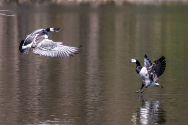 Barnacle Goose, Branta lökossis Almanya 'da Münih yakınlarında bir gölün üzerinde uçuyor. Siyah kazların Branta cinsine aittir, büyük oranda siyah tüylü türler içerir.