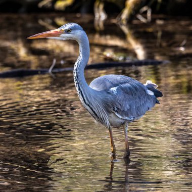 Gri balıkçıl, Ardea cinerea, düz bir gölde yüzen, tüylü tüyleri, büyük gagası, kafasının arkasında uzun tüyleri olan, vahşi doğadan bir sahne ile balık arayan büyük gri bir kuş.