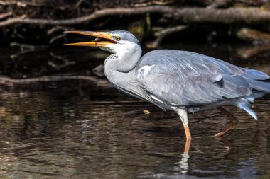 Bu gri balıkçıl hareketli suda balık tutarken, Ardea cinerea başarıyla bir balık yakaladı. Bu balıkçılgiller (Ardeidae) familyasından uzun bacaklı yırtıcı bir kuş.