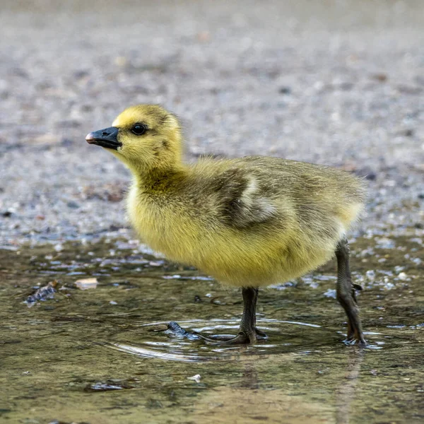 Close Beautiful Yellow Fluffy Greylag Goose Baby Gosling Spring Anser — Fotografia de Stock