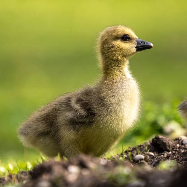 Close Beautiful Yellow Fluffy Greylag Goose Baby Gosling Spring Anser — Foto de Stock