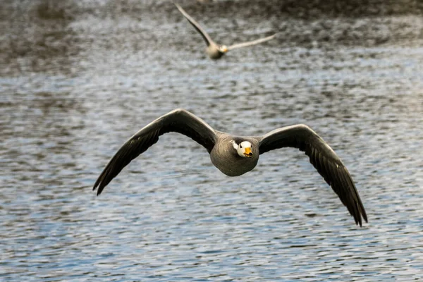 Gans Met Kop Vloog Een Meer München Anser Indicus Broedt — Stockfoto