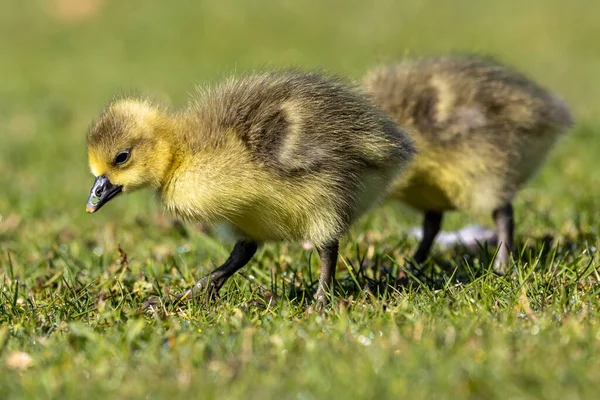 Zbliżenie Pięknej Żółtej Puszystej Gęsi Puszystej Dziecko Gosling Wiosną Anser — Zdjęcie stockowe