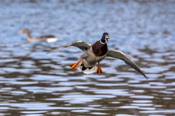 Canard Colvert Anas Platyrhynchos Est Canard Barboteur Ici Volant Dans — Photo