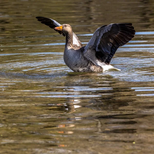 The greylag goose spreading its wings on water. Anser anser is a species of large goose in the waterfowl family Anatidae and the type species of the genus Anser.