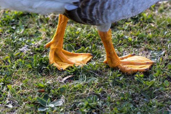 Pés Ganso Cabeça Barra Anser Indicus Ganso Que Reproduz Ásia — Fotografia de Stock