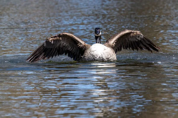 Kanadyjska Gęś Branta Canadensis Nad Jeziorem Niedaleko Monachium Niemczech Gęś — Zdjęcie stockowe