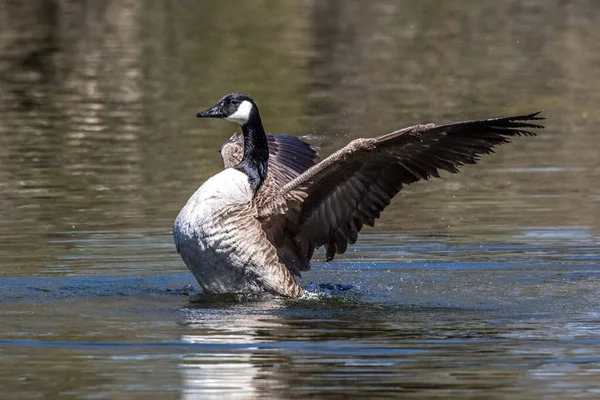 Canada Goose Branta Canadensis Lake Munich Germany 그것은 머리와 얼굴에 — 스톡 사진