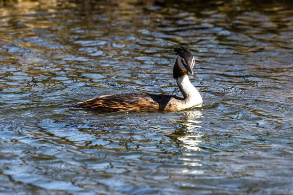 Grand Grèbe Crête Podiceps Cristatus Avec Belles Couleurs Orange Oiseau — Photo