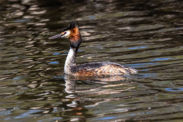 Grand Grèbe Crête Podiceps Cristatus Avec Belles Couleurs Orange Oiseau — Photo