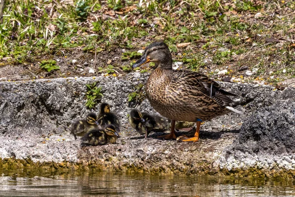 Vild Anka Eller Gräsänder Anas Platyrhynchos Familj Med Unga Skvaller — Stockfoto