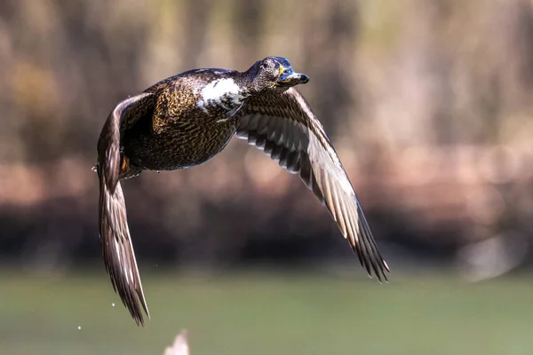 Gräsänder Anas Platyrhynchos Smickrande Anka Här Flyger Luften Över Sjö — Stockfoto