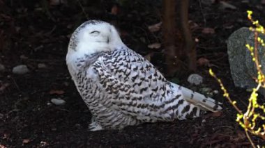 Karlı baykuş, Bubo skandiacus, Strigidae ailesinin kuşu. Sarı gözlü.